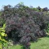 Black Lace® Elder #2 - Image 2
